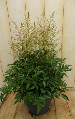 Astilbe wit