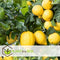 Plant in a Box - Citrus Limon - Citroenboom Piramide - Sierplant met Geurende Bloemen - Pot 17cm - Hoogte 60-65cm