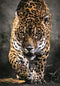 Clementoni - Puzzel - 1000 Stukjes - Walk of the Jaguar - Puzzel Voor Volwassenen - High Quality Collection