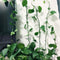 Multifunctionele Plantenclips - Voor Klimplanten en Wanddecoratie - 60 Stuks, Groen & Wit, voor Tuin en Thuis