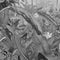 Komar - Fotobehang - Amazonia - Black - and - White - 400x250 - cm