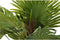 Decoratieve plant DKD Home Decor Palmboom Groen PE (40 x 40 x 90 cm)