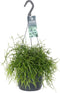 Goed & Groen - Rhipsalis 'Oasis' - ↨ 35cm - Potmaat 17 - Exclusieve Kwaliteit Planten - Kamer Plant - Kamerplanten - Sfeer - Interieur