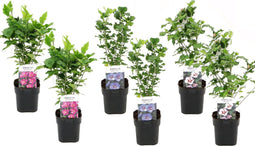 Plant in a Box - Hibiscus Syriacus 'Woodbridge', 'Hamabo', 'Oiseau Blue' - mix van 6 - pot 17cm - Hoogte 25-40cm - robuuste hibiscus - tuinplanten