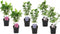 Plant in a Box - Hibiscus Syriacus 'Woodbridge', 'Hamabo', 'Oiseau Blue' - mix van 6 - pot 17cm - Hoogte 25-40cm - robuuste hibiscus - tuinplanten
