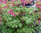 3 stuks Dicentra spectabilis Samplant
