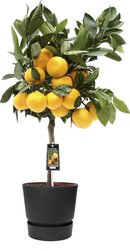 Citrus Satsuma in ELHO outdoor sierpot Greenville Rond (zwart) ↨ 85cm - hoge kwaliteit planten