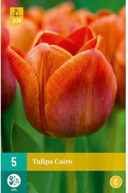 JUB - Tulipa cairo