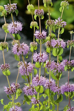 Mentha aquatica P9