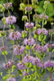 Mentha aquatica P9