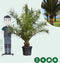Dadelpalm 200 cm | Phoenix canariensis 20-30 cm| Bomenbezorgd.nl