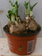 3 stuks! Narcis in groot potje