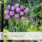 Plant in a Box - Tulipa Blue Parrot - Tulpenbollen x20 - Bloembollen voor Tuin, Terras of Balkon