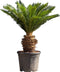 Vredespalm XXL Cyca revoluta h 100 cm st. h 35 cm