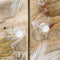 vidaXL - Salontafel - 80x50x40 - cm - massief - mangohout