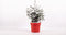 Kerstboom Picea Sneeuw ↨ 75cm - hoge kwaliteit planten
