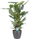 Philodendron Grey - Pyramide in ELHO Round (antraciet) - 70 cm, Ø 20 cm