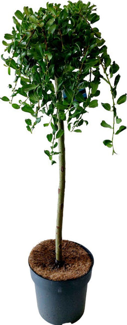 Plant in a Box - Salix Arbuscula - Zwitserse dwergwilg op stam - Boompjes - Potmaat 19 cm - Hoogte 80-90 cm - Frisgroen