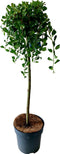 Plant in a Box - Salix Arbuscula - Zwitserse dwergwilg op stam - Boompjes - Potmaat 19 cm - Hoogte 80-90 cm - Frisgroen