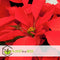Plant in a Box - Euphorbia pulcherrima op stam - Poinsettia kamerplant - Kerstsfeer - Groene bladeren en rode bloemen - Pot 17cm - Hoogte 60-70cm