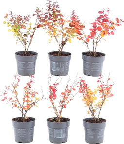 Plants by Frank | 1 strekkende meter rode Berberishaag | 6x Berberis Thunbergii 'Atropurpurea' | Ø12 cm - 20 cm | Bladverliezende haag | Tuinplanten | Planten