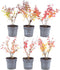 Plants by Frank | 1 strekkende meter rode Berberishaag | 6x Berberis Thunbergii 'Atropurpurea' | Ø12 cm - 20 cm | Bladverliezende haag | Tuinplanten | Planten