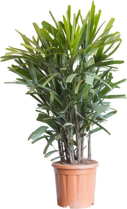 2 stuks! Bamboepalm Rhapis excelsa 90 cm