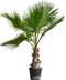 Mexicaanse Waaierpalm Wasthingtonia Robusta - 40-50 cm Stamhoogte