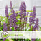 Plant in a Box - Liriope muscari 'Ingwersen' - Set van 3 - Winterharde siergrassen - Pot 14cm - Hoogte 25-35cm