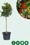 Sinaasappelboom Citrus sinensis h 150 cm st. omtrek 14cm