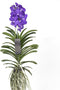 Plant in a Box - Vanda Magic XXL - Koningsblauw - Hoogte 90cm