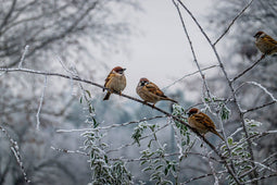 Customize it - Tuinschilderij musjes winter 70x50