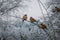 Customize it - Tuinschilderij musjes winter 70x50