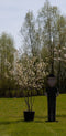 Krentenboom meerstammig | Amelanchier lamarckii | Bomenbezorgd.nl