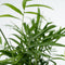 Plant in a Box - Oersterke Kamerplanten Mix - Set van 4 - Kamerplant - Easy care planten - Pot 12cm - Hoogte 25-40cm