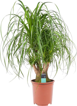 Beaucarnea Vertakt ↨ 80cm - hoge kwaliteit planten