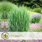 Plant in a Box - Panicum virgatum - Set van 2 - Panicum northwind siergras winterhard - Pot 23cm - Hoogte 40-60cm