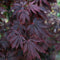 Plant in a Box - Japanse esdoorn 'Black Lace' - Set van 2 - Japanse esdoorn winterhard Limited Edition - Pot 19cm - Hoogte 60-70cm