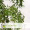Plant in a Box - Polyscias Fruticosa - Aralia - Artistieke groene kamerplant - Pot 21cm - Hoogte 70-80cm