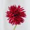 Plant in a Box - Dahlia Cactus - Dahlia bollen - 5 mix - Kleurrijke mix van verschillende opvallende dahlia bloemen - Zomerbloeier - Dahlia bollenmix