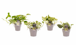 Decorum Combipakket Scindapsus Aureum - N'joy - Pictus Trebie - Marble Queen met potten Anna Taupe