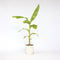 Plant in a Box - Musa Basjoo - Winterharde bananenplanten - Tuinbanaan - Pot 21cm - Hoogte 55-70cm