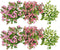 Plants by Frank | set van 6 Parelbes planten | 6x Pernettya mucronata mix | 2x roze, 2x wit & 2x rood | 12 cm Ø | 20 cm hoog | winterharde planten | tuinplanten | planten