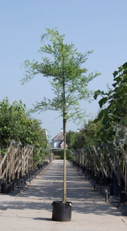 Honingboom | Sophora japonica 14-16 cm | Bomenbezorgd.nl