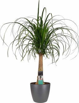 Decorum Beaucarnea Recht met Elho brussels antracite – ↨ 70cm – ⌀ 21cm
