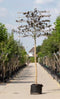 Rode leibeuk 220 cm | Fagus syl. 'Atropunicea' 14-18 cm 220 cm| Bomenbezorgd.nl