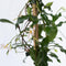 Plant in a Box - Trachelospermum jasminoides 'Pink Showers' - Set van 2 - Jasmijn XL - Winterharde klimplant - Pot 17cm - Hoogte 110-120cm