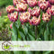 Plant in a Box - Tulipa Wyndham - Bloem bollen x21 - Tulp - Paars - Tulpen uit Holland