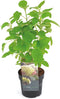 Hello Plants Hydrangea Arborescens Strong Annabelle Hortensia - Wit - Ø 19 cm - Hoogte: 30 cm