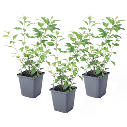 Solanum Rantonnetii 'Nachtschade' - 3 stuks - Struik - Pot 9 cm - Hoogte 25-40cm - Solanum Rantonnetii P9 x3